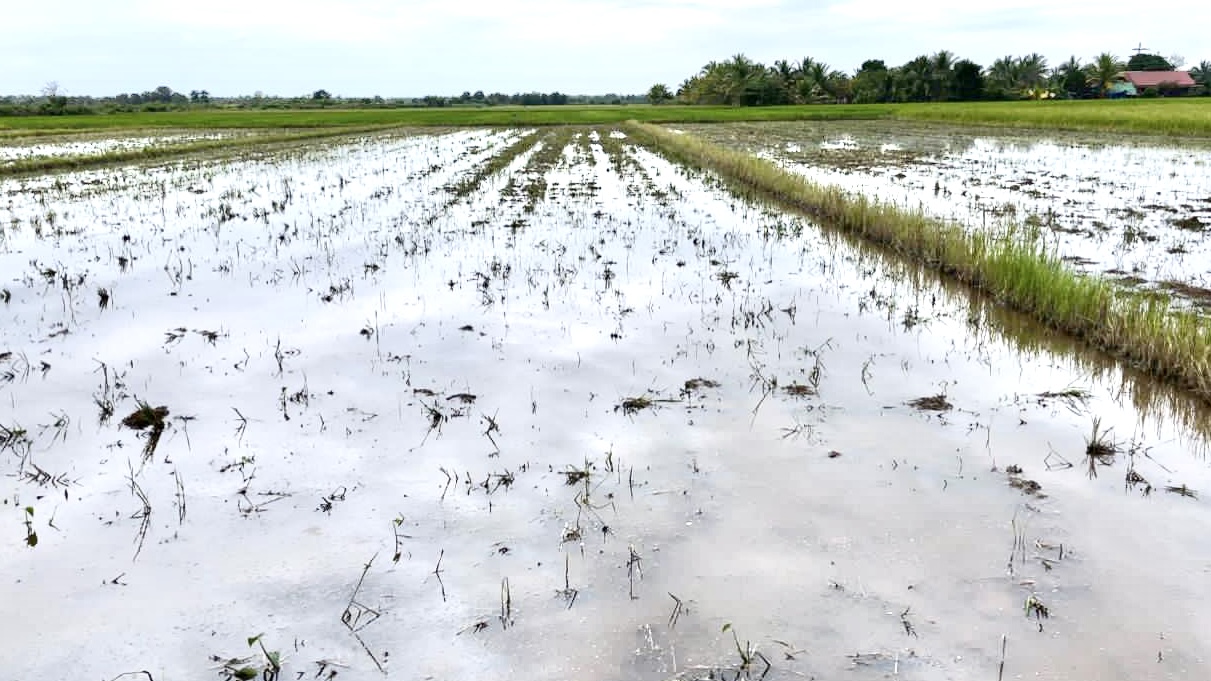 Lokasi sawah yang terendam banjir di Kampung Hidup Baru SP 7 Distrik Tanah Miring, Kabupaten Merauke, Papua Selatan . Foto: Ami/Papua60Detik