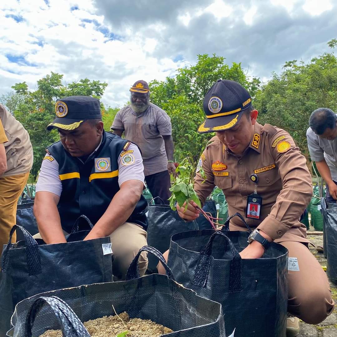 antisipasi-cuaca-ekstrem-karantina-pertanian-timika-tanam-ubi-dan-keladi