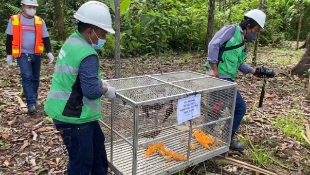 peringati-hcpsn-pt-freeport-lepas-liarkan-15-ekor-burung-kasturi