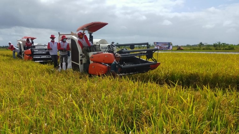 alokasi-pupuk-subsidi-di-merauke-turun-drastis