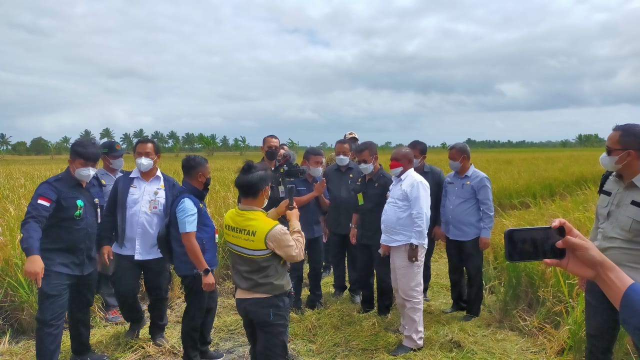 ini-penyebab-kuota-pupuk-petani-merauke-berkurang