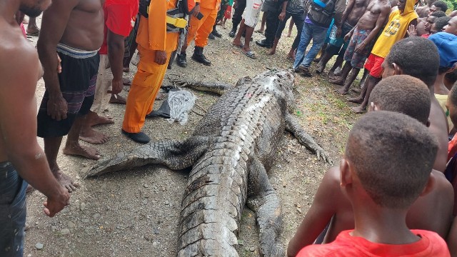 Seekor buaya berukuran besar yang diduga kuat memakan korban Damianus Yauta. Foto: Humas SAR Timika