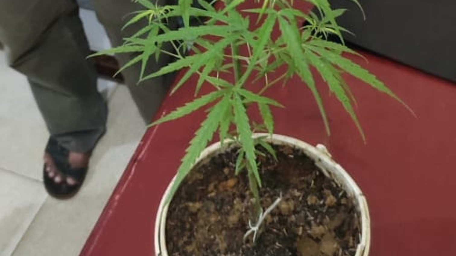 Tanaman ganja. Foto: Humas Polda Papua