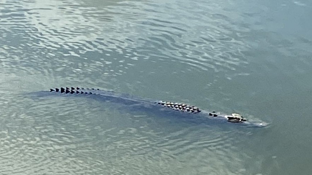 Penampakan buaya di sekitar PPI Pomako, Jumat (11/2/2022). Foto: Istimewa