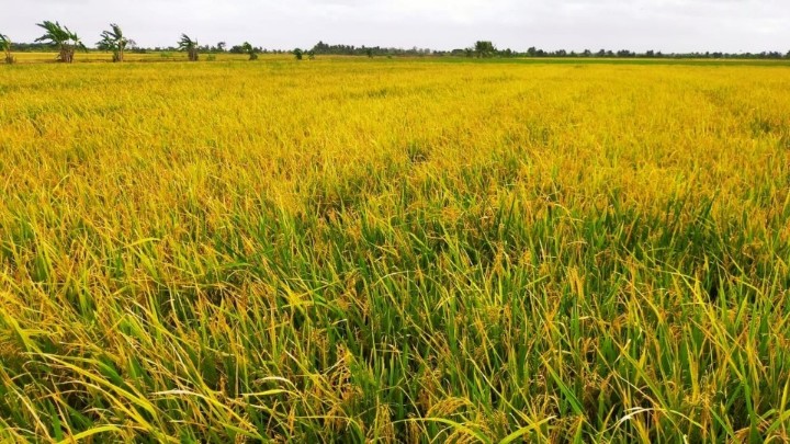 petani-merauke-teriak-pupuk-kurang