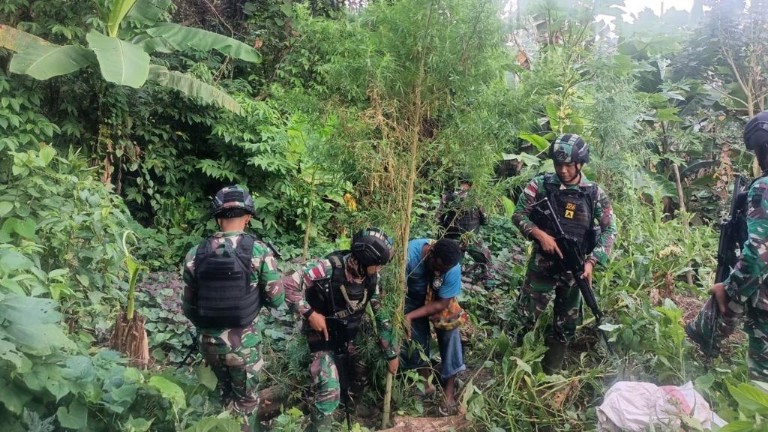 anggota-tni-temukan-ladang-ganja-di-jalan-lintas-jayapura-wamena