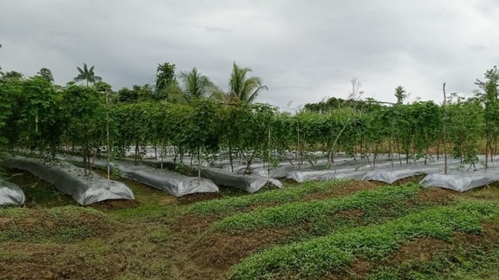 Lahan warga yang ditanami sayur pare dan ketimun, di Jalan Poros Kampung Naena Muktipura - Lokpong, Sabtu (2/7/2022). Foto: Rachmat Julaini/ Papua60Detik