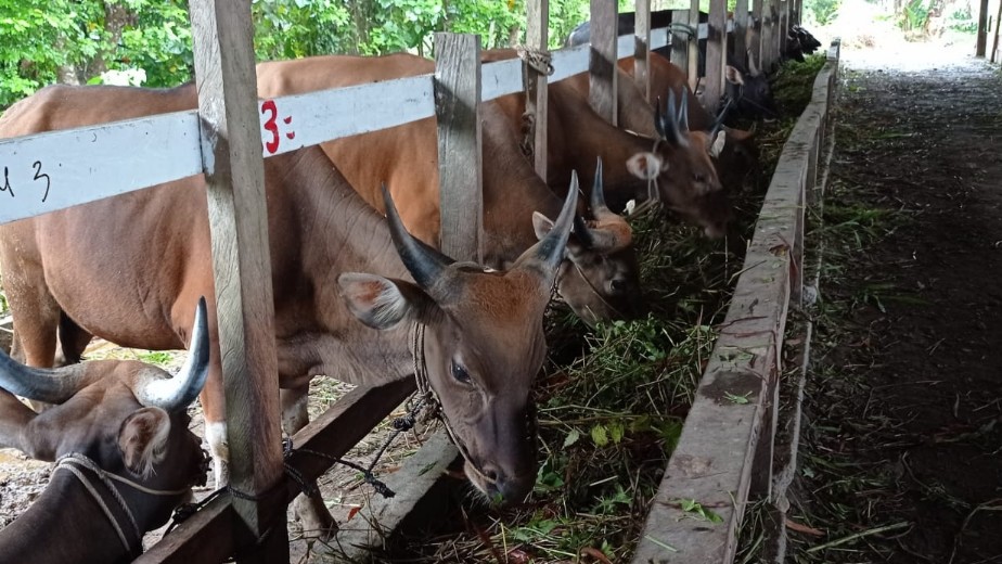 harga-sapi-kurban-tembus-rp34-juta-per-ekor