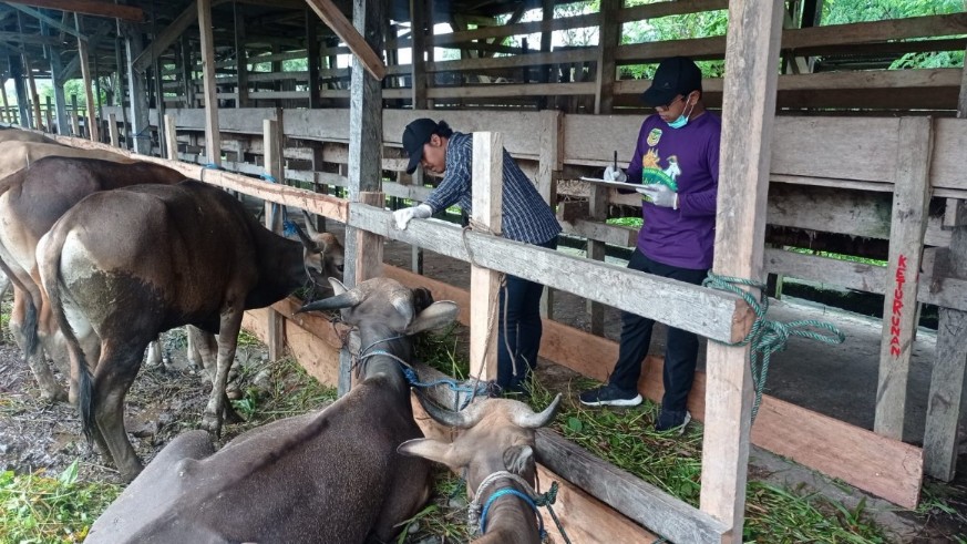 pastikan-hewan-qurban-bebas-pmk-disnakkeswan-sidak-sejumlah-peternak