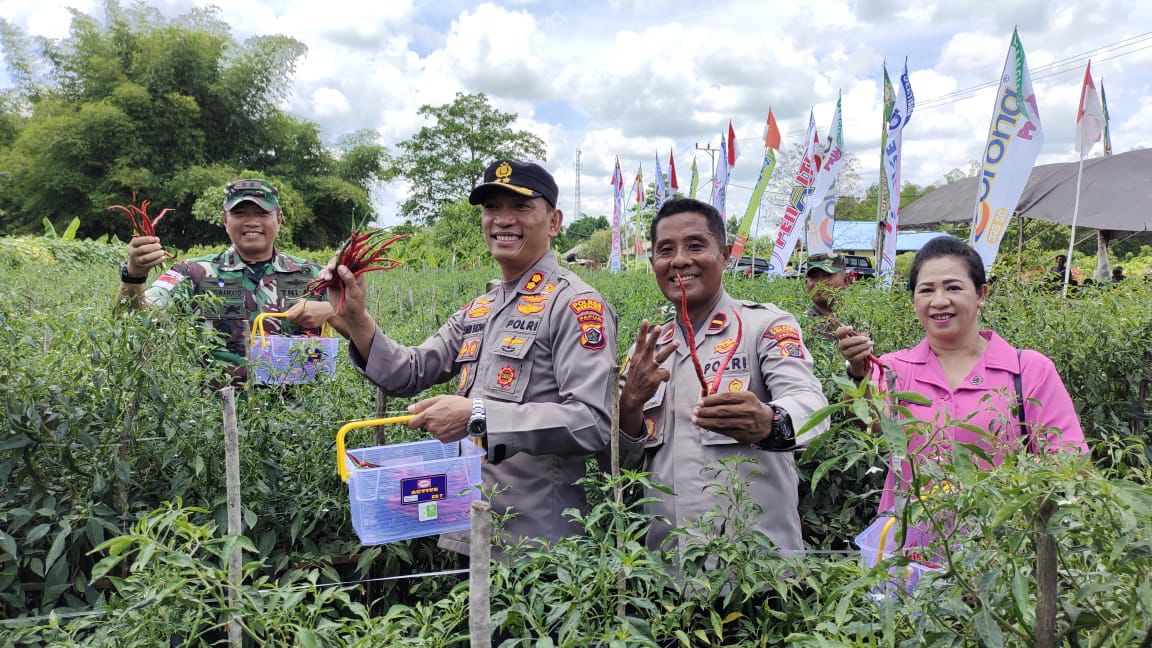 manfaatkan-lahan-kosong-polsek-sota-panen-cabai