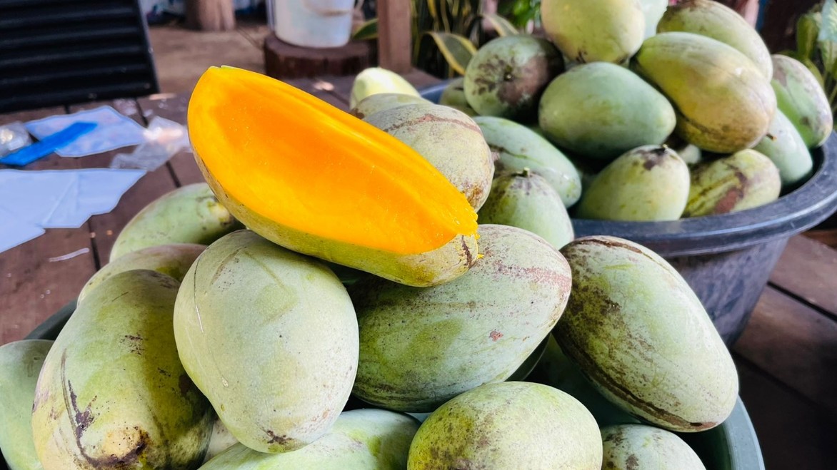 Mangga jenis golek yang baru dipetik Mang On untuk dijual di depan rumahnya di Jalan Mandala Bampel. Foto: Ami/ Papua60detik