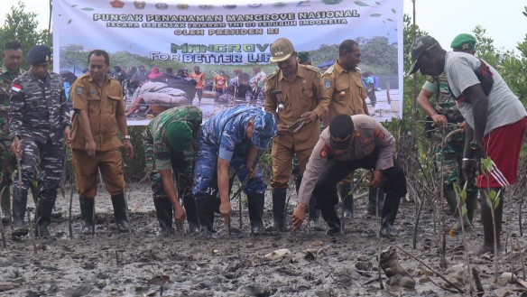 kodim-mimika-tanam-800-bibit-mangrove-di-pesisir