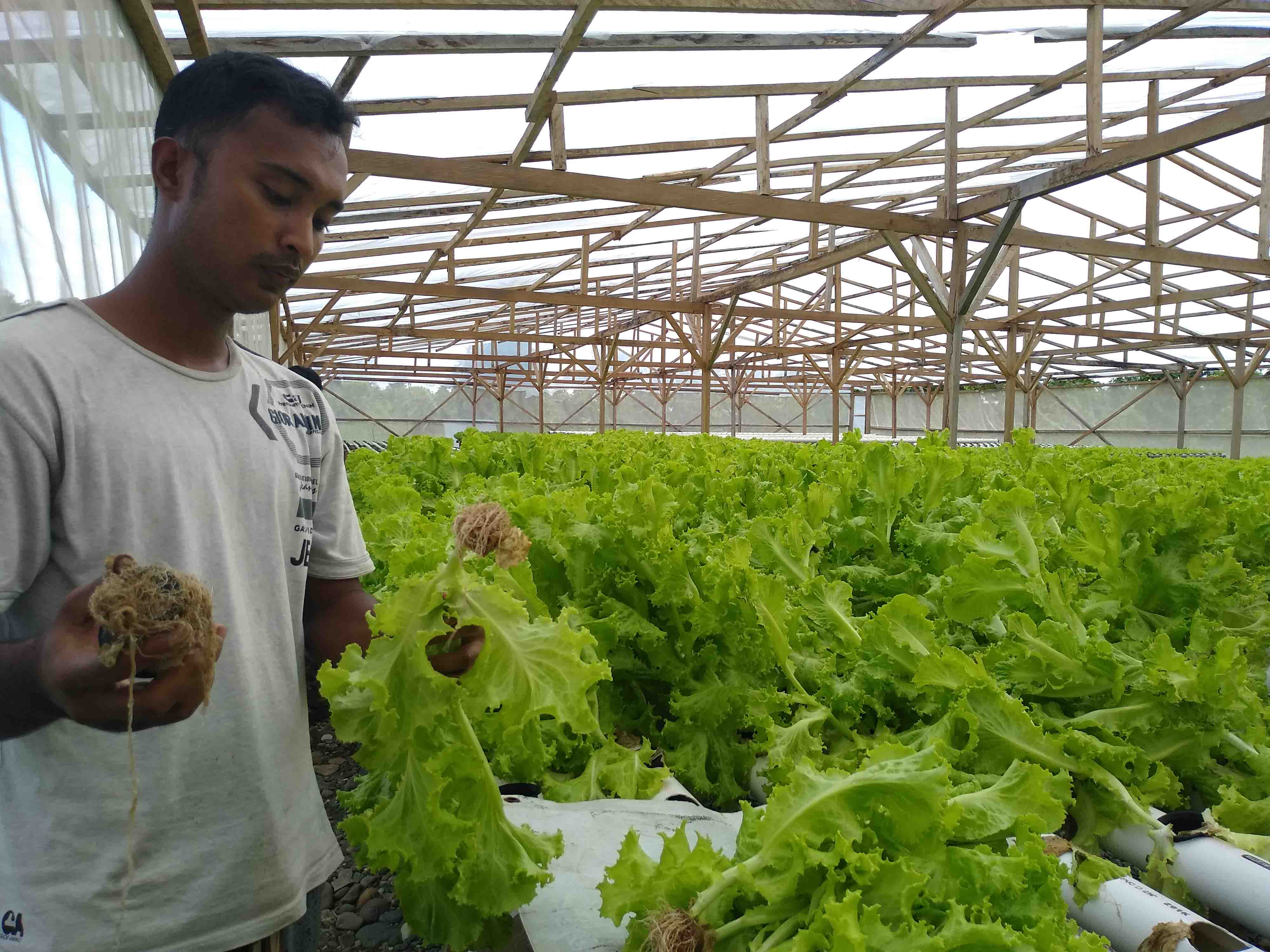 menelusuri-budidaya-sayur-hidroponik-di-timika