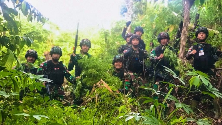 tni-kembali-temukan-ladang-ganja-5-hektar-di-perbatasan-ri-png