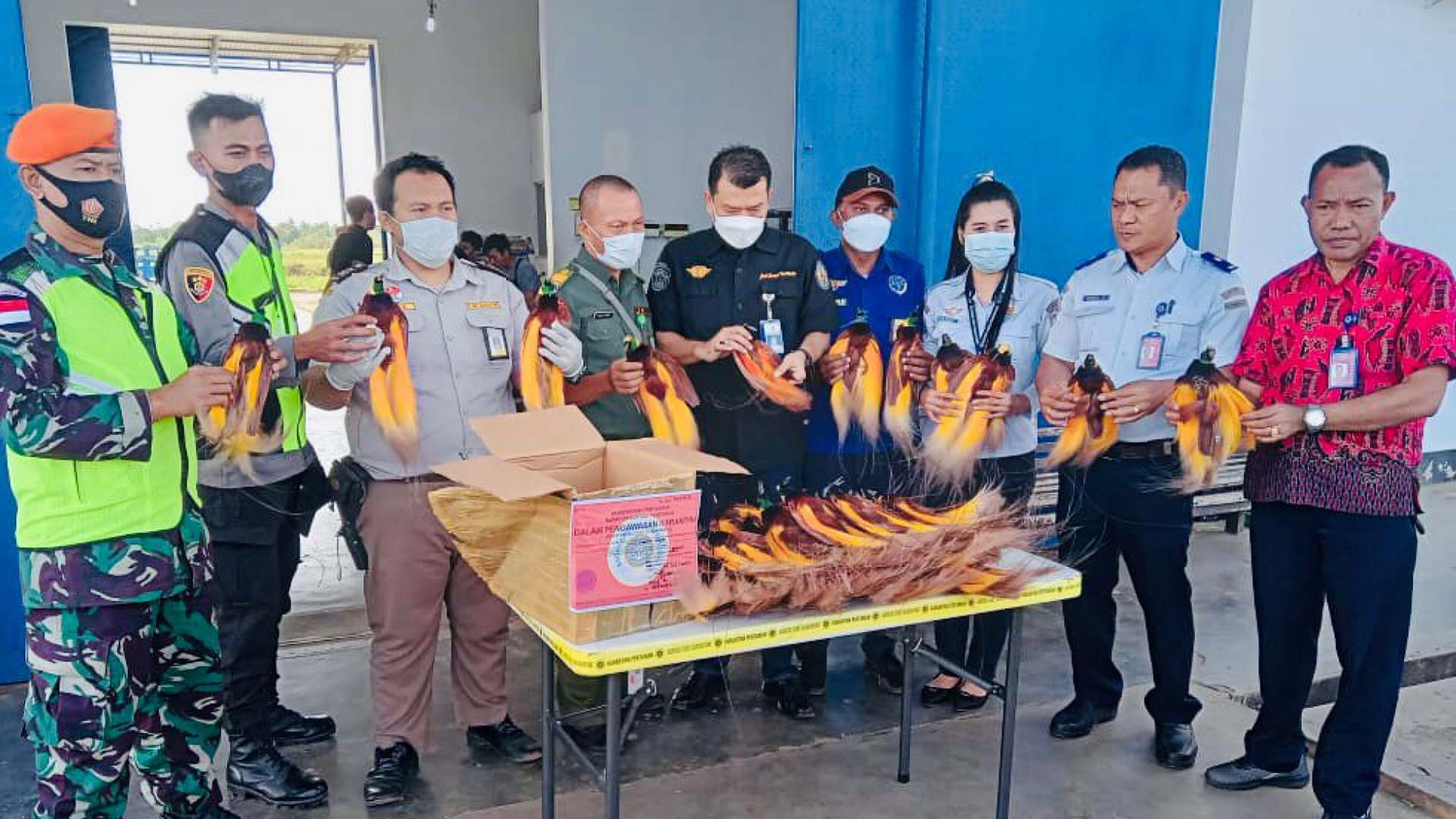 penyelundupan-puluhan-burung-cenderawasih-digagalkan-petugas-bandara-mopah