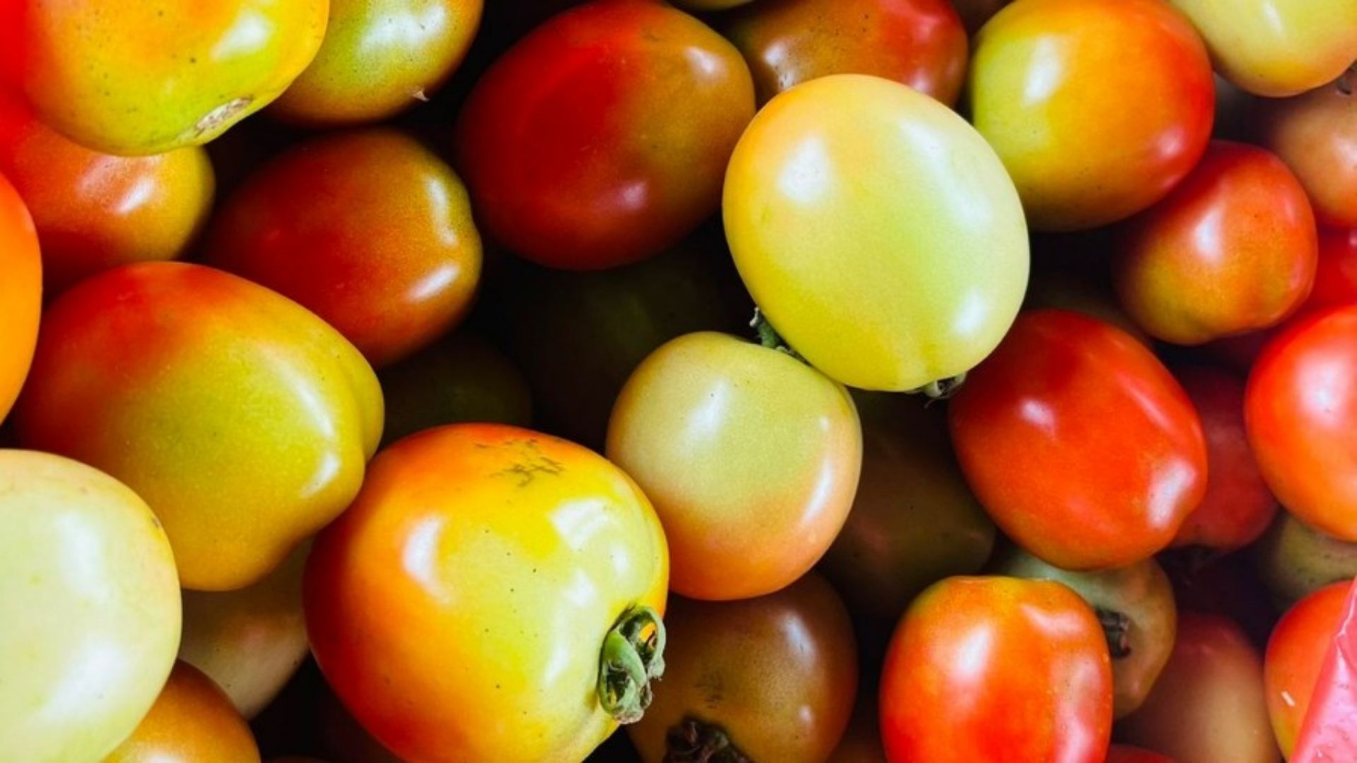 harga-tomat-di-merauke-anjlok-petani-putuskan-tak-panen
