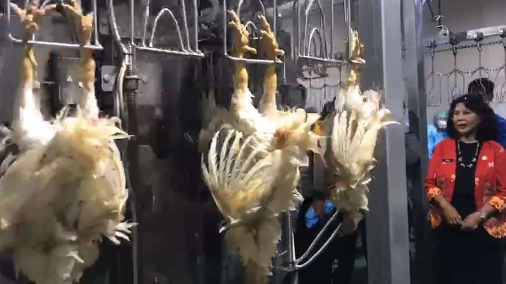 mimika-kini-punya-rumah-potong-hewan-unggas-produksinya-2-ton-sehari