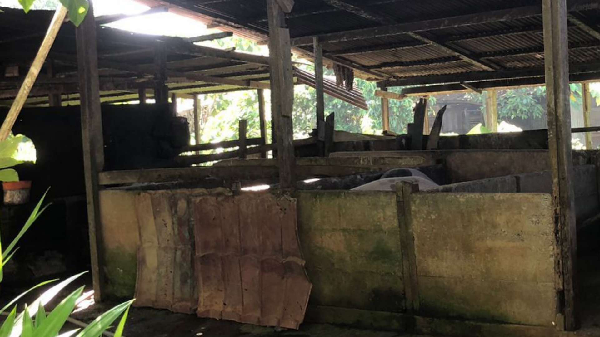 warga-keluhkan-bau-limbah-peternakan-babi