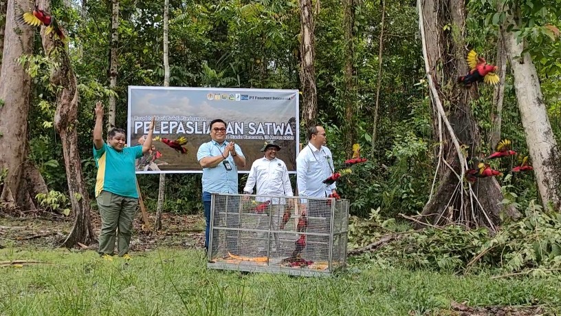 pt-freeport-rimbawan-timika-lepasliarkan-satwa-di-hutan-kuala-kencana