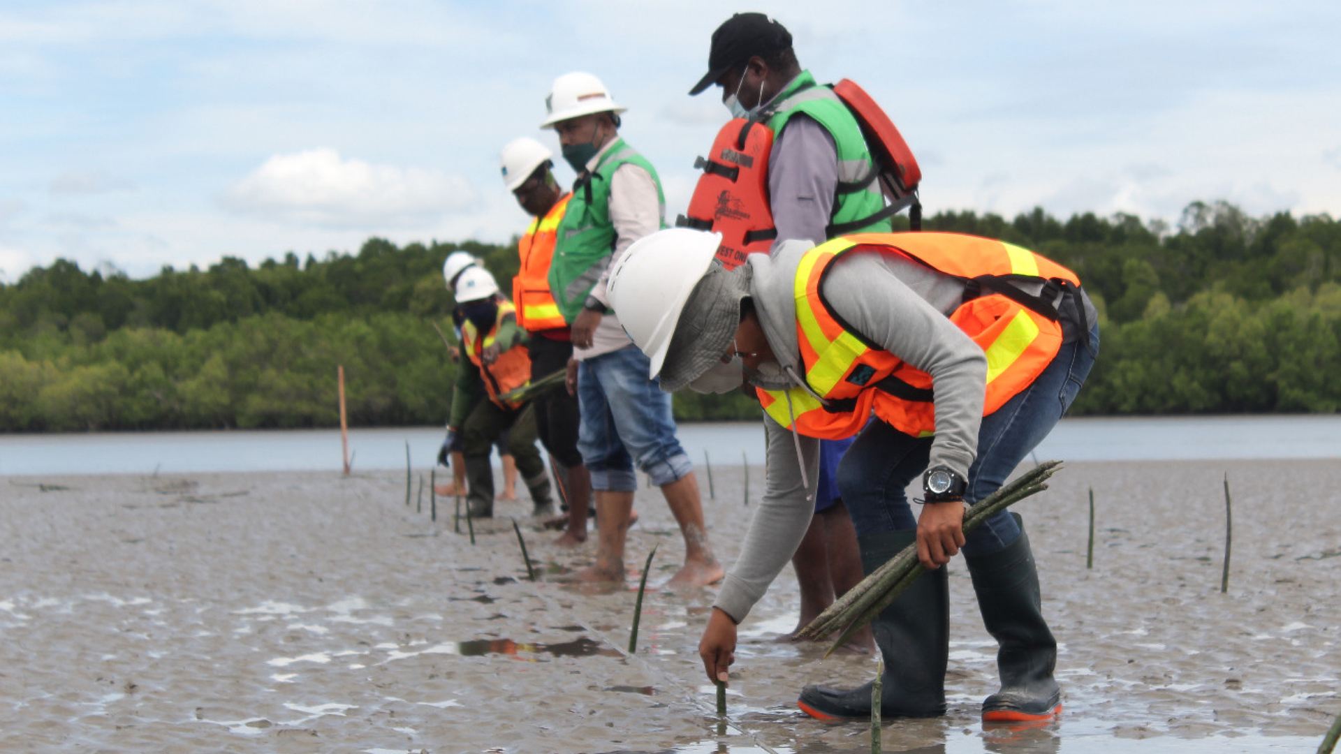 pt-freeport-target-tanam-magrove-5-ribu-hektar-di-pesisir-mimika-tahun-ini