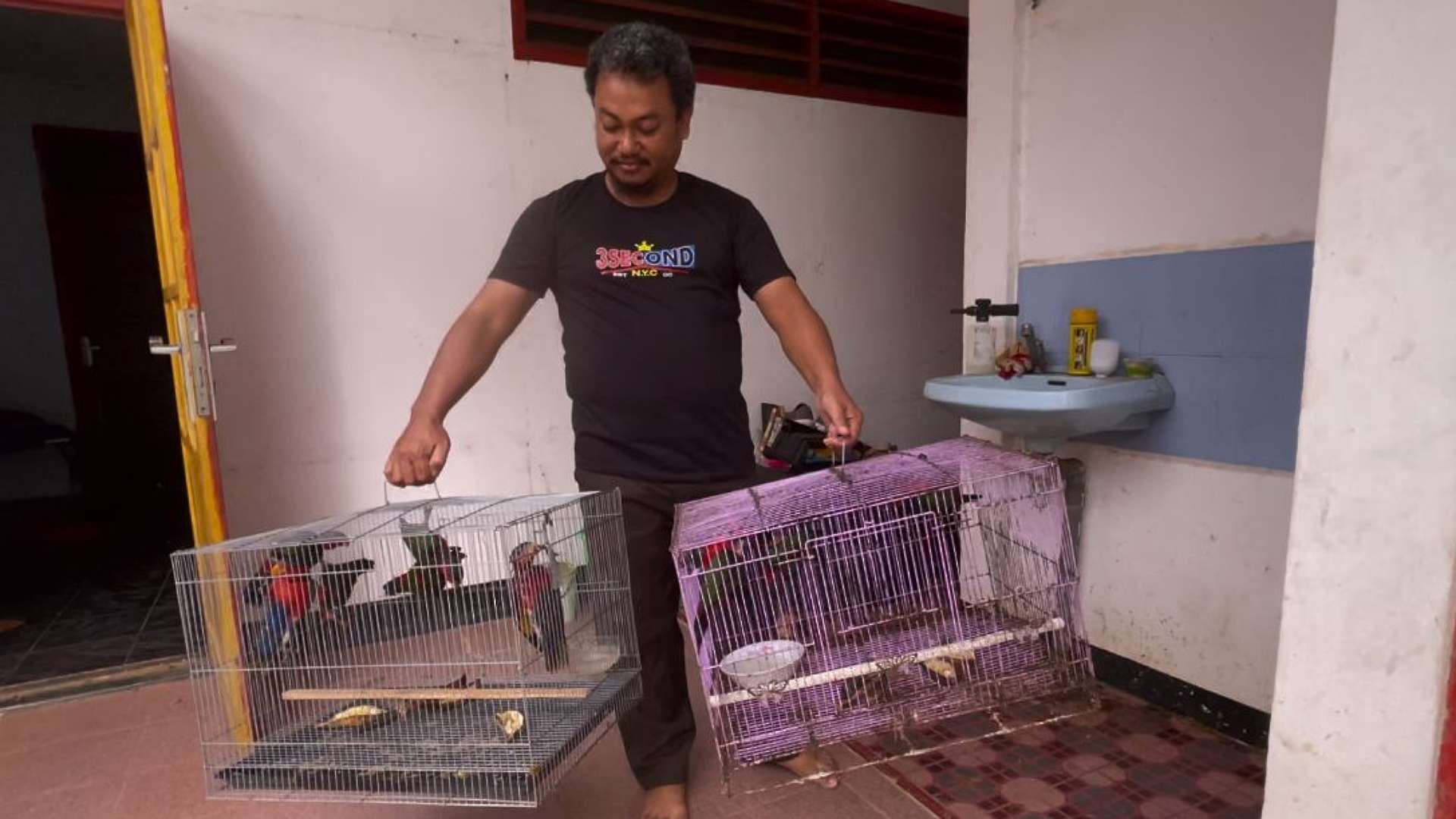 Burung nuri kepala hitam yang diamankan Pos Penegakan Hukum (Gakkum) Kementerian Lingkungan Hidup dan Kehutanan (KLHK) Merauke. Foto: Ami/ Papua60detik