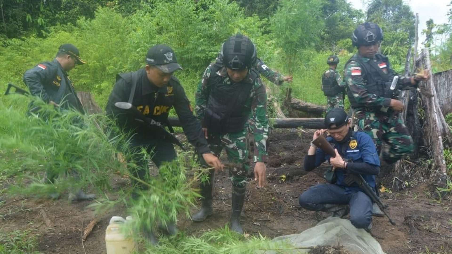 Anggota Satgas Pamtas RI-PNG Yonif 725/Woroagi menemukan ladang ganja di Kabupaten Boven Digoel Provinsi Papua Selatan. Rabu (14/6/202). Foto: Istimewa