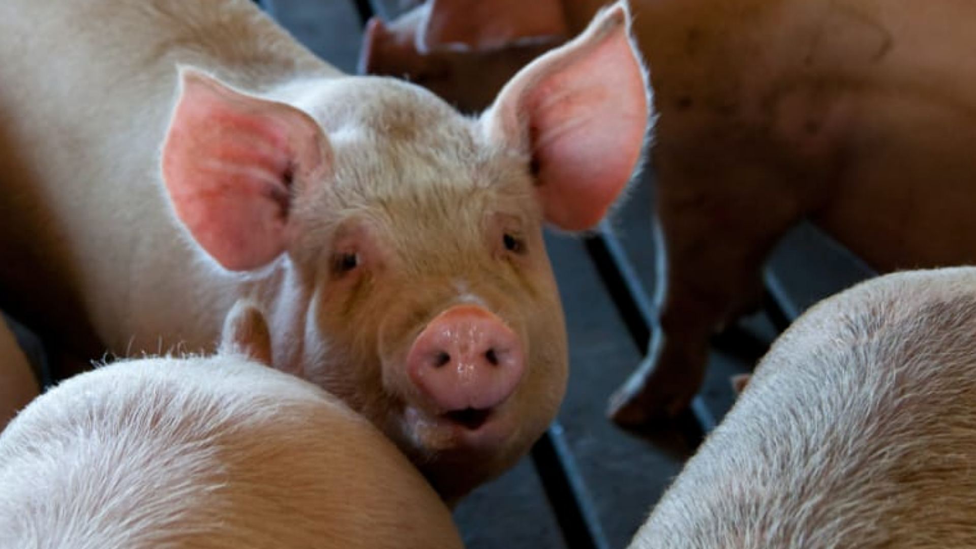 waspada-virus-asf-pemkab-mimika-larang-daging-babi-dari-5-kabupaten-ini