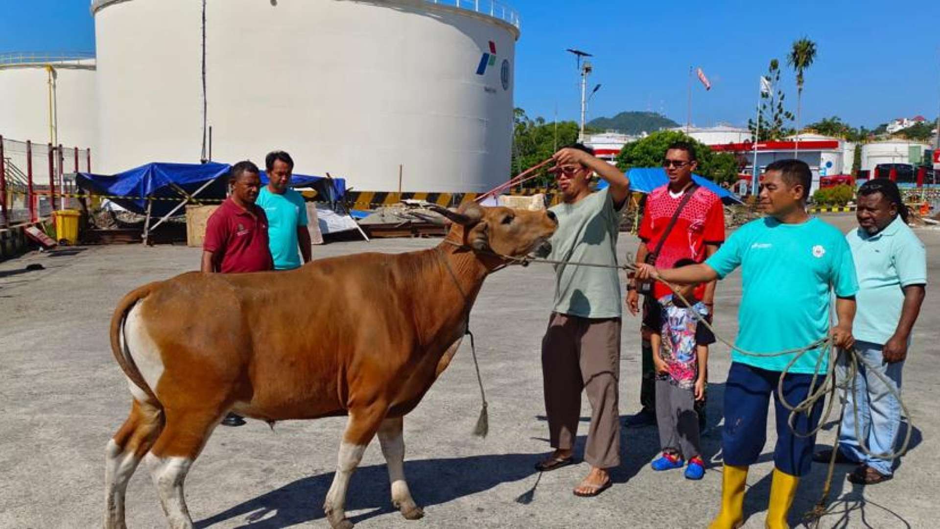 idul-adha-1444-h-pertamina-patra-niaga-papua-maluku-sembelih-110-hewan-kurban