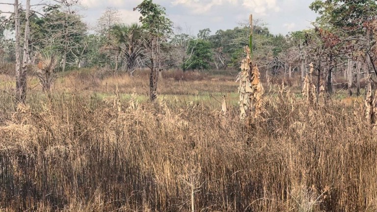 merauke-masuk-musim-kemarau-warga-diminta-waspada-kebakaran-lahan