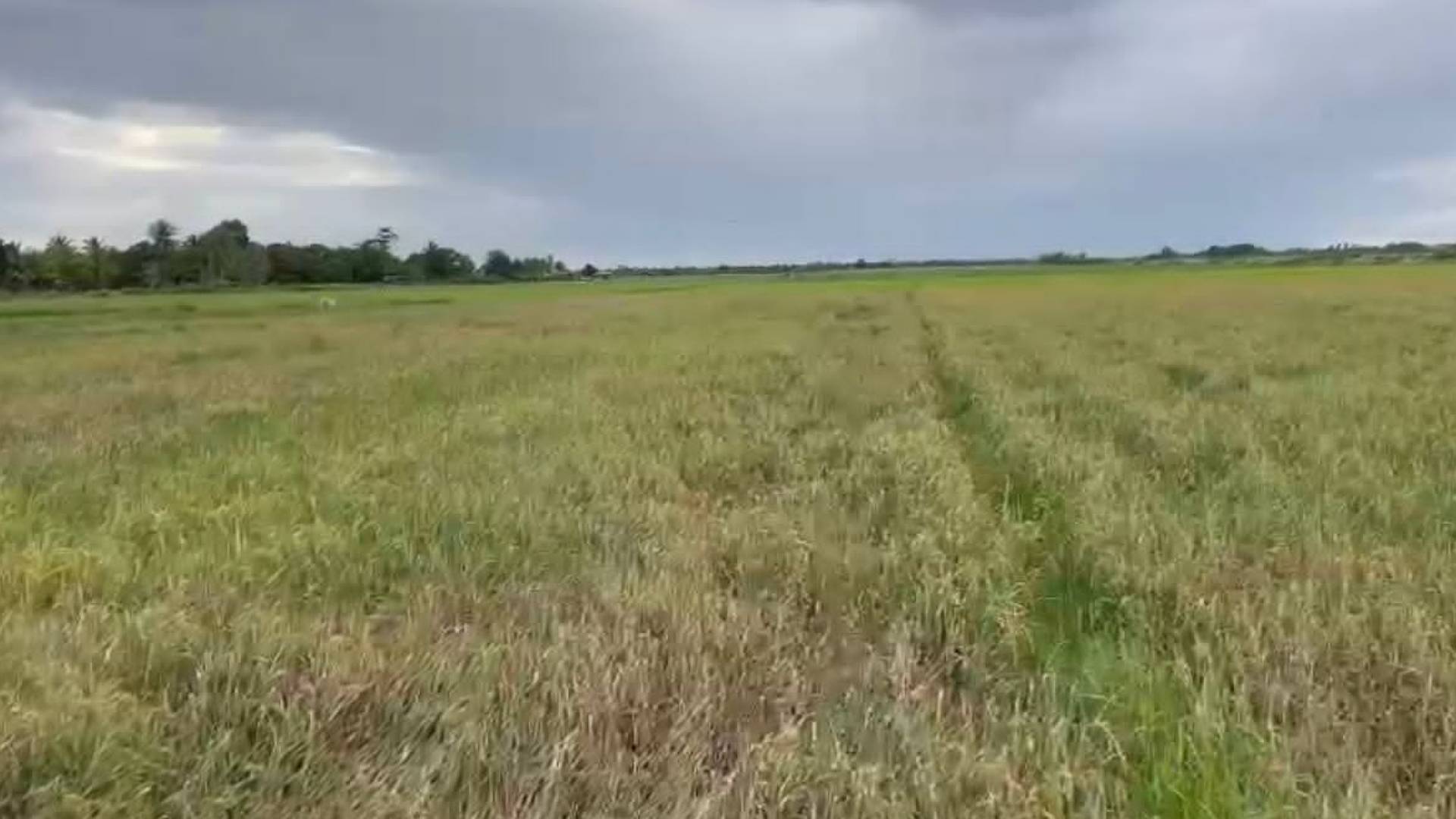 petani-merauke-gagal-panen-pemerintah-diam-saja