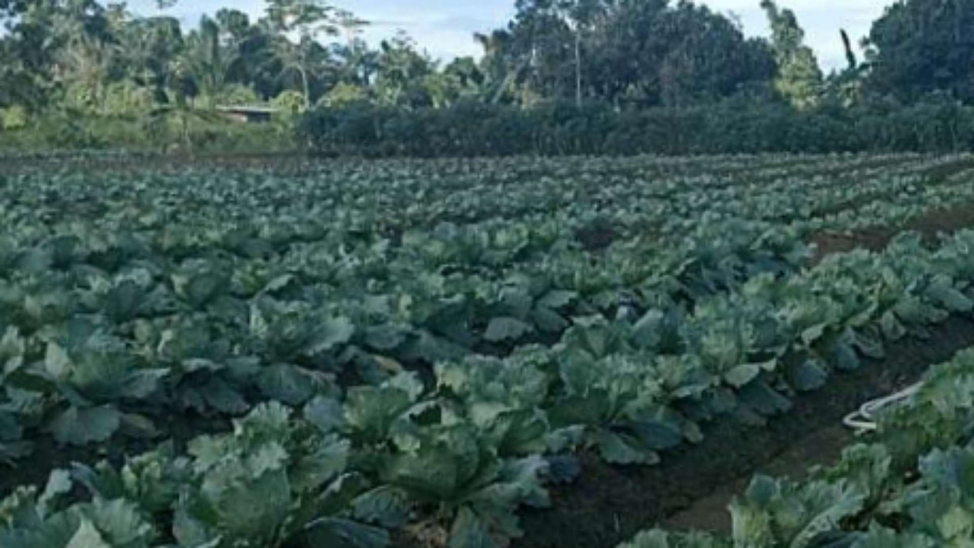 curah-hujan-tinggi-petani-di-timika-merugi