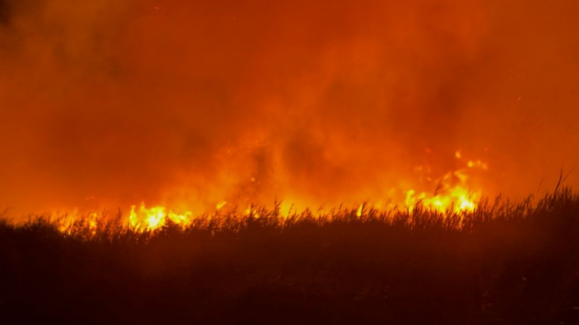 Kebakaran lahan di Merauke, Senin (11/9/2023). Foto: Ami/ Papua60detik