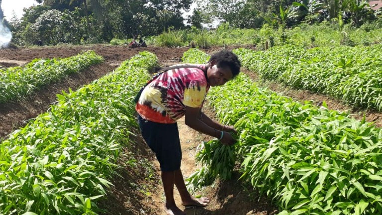 kelompok-tani-amungsa-berdayakan-petani-asli-papua
