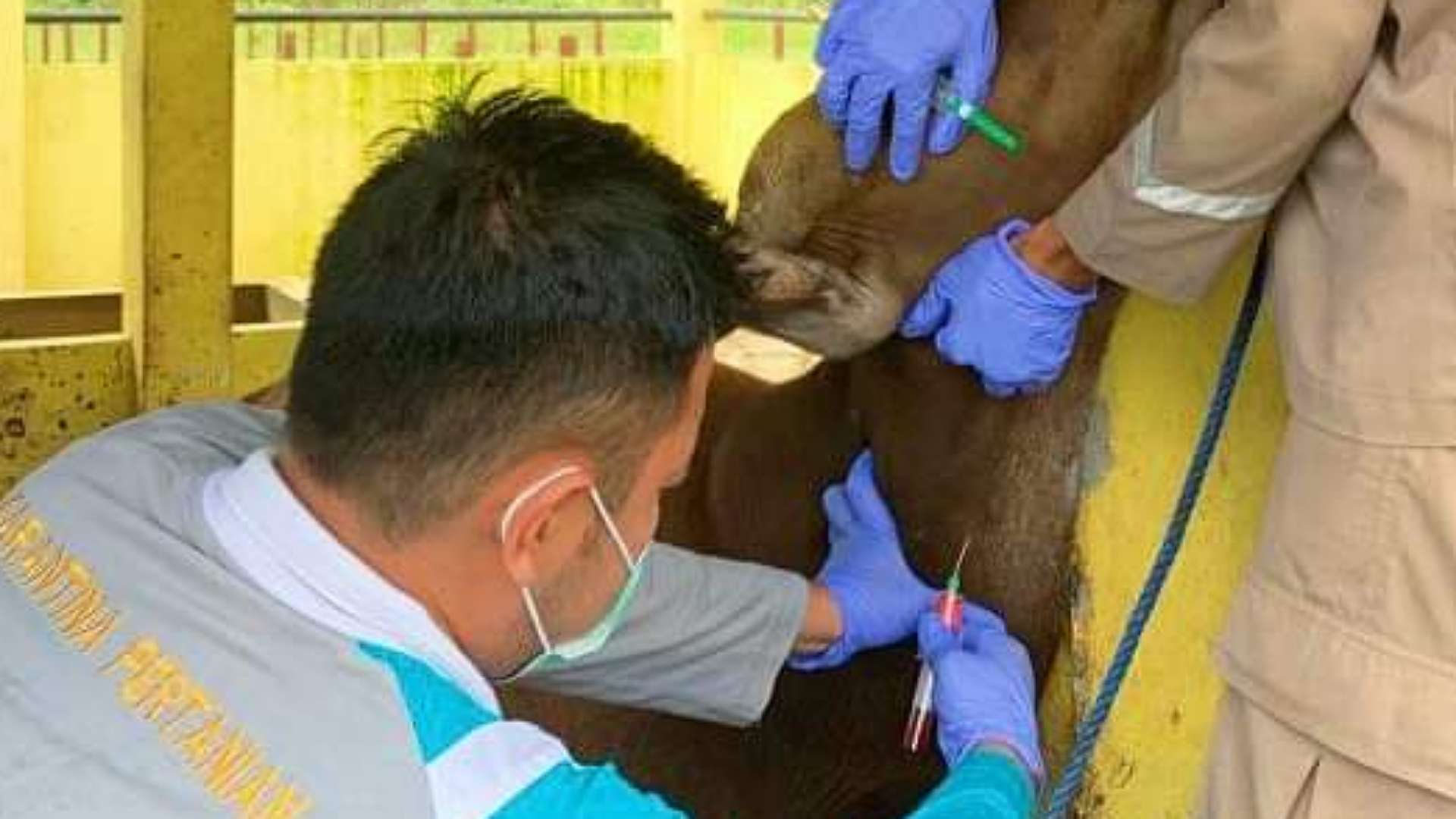 pastikan-ternak-sehat-karantina-timika-lakukan-pengambilan-sampel-darah