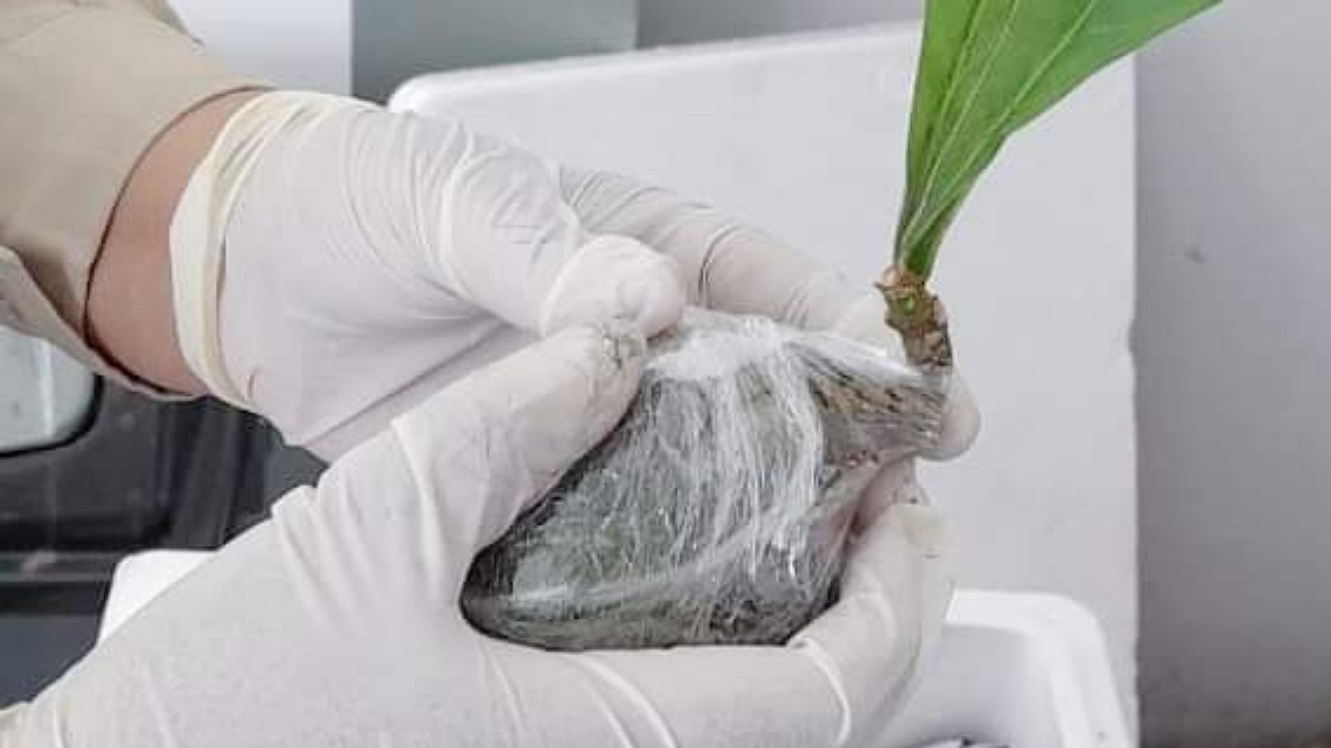 sebelum-dikirim-karantina-pertanian-timika-periksa-puluhan-bibit-sarang-semut