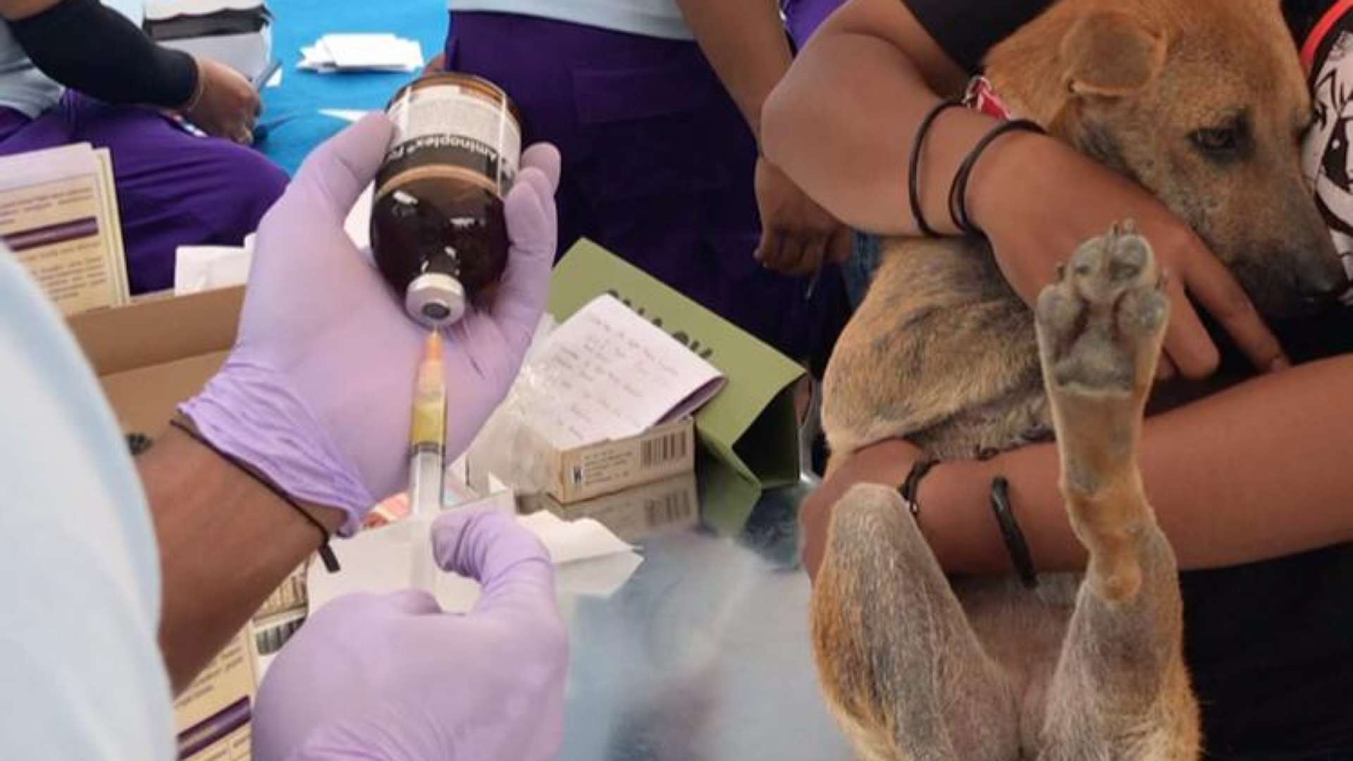 warga-timika-serbu-vaksinasi-rabies-gratis