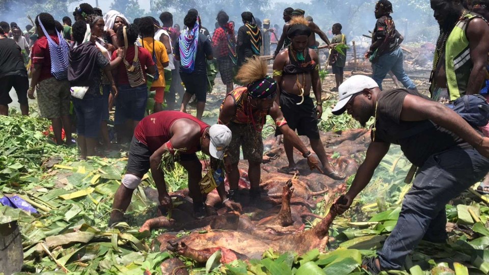 hut-mimika-ke-27-pemkab-bakar-batu-100-ekor-babi