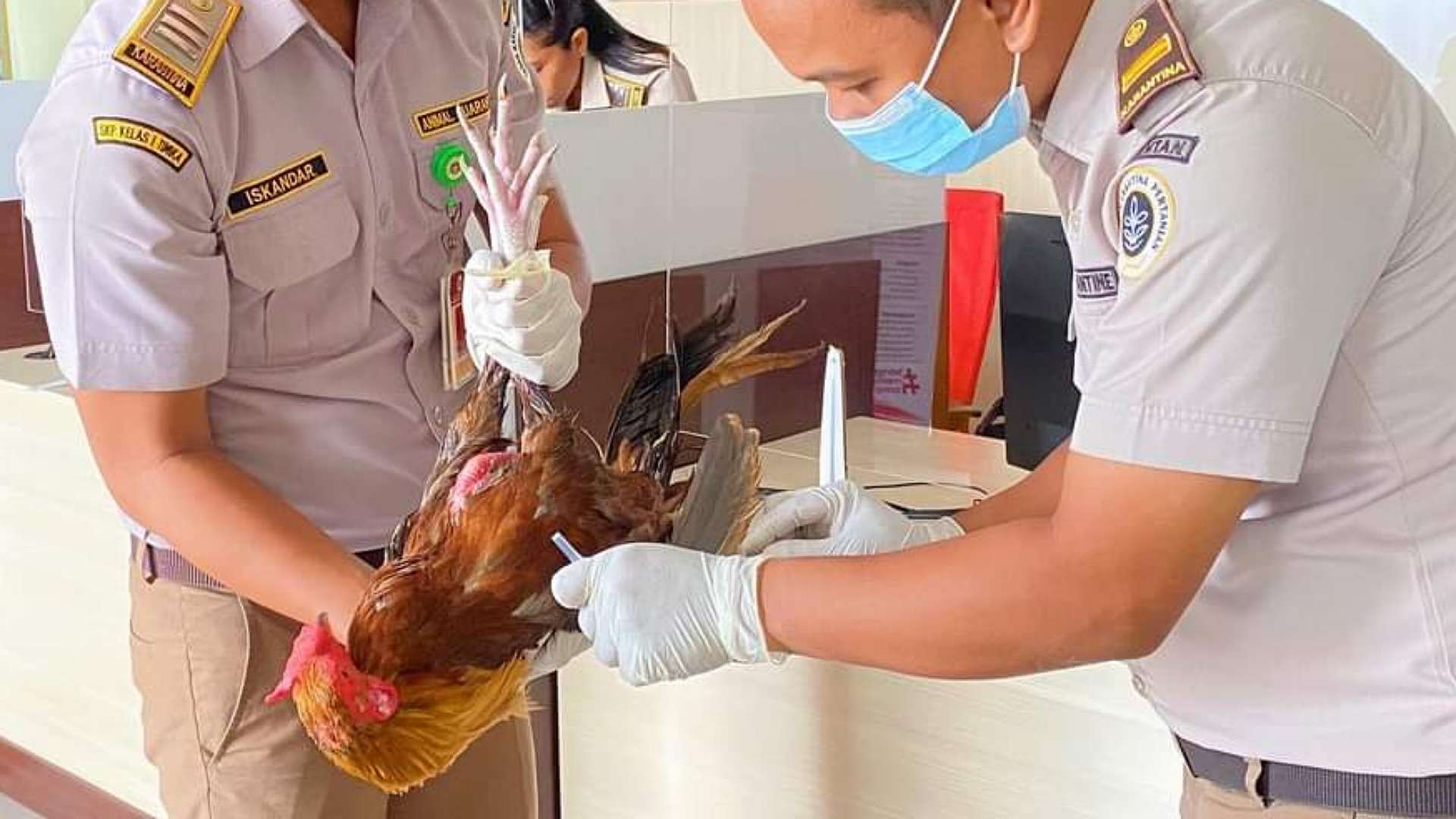 Pejabat karantina Timika periksa ayam. Foto: KP Timika