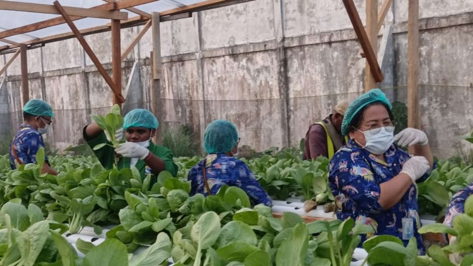 siswa-satp-belajar-bertani-sayuran-hidroponik