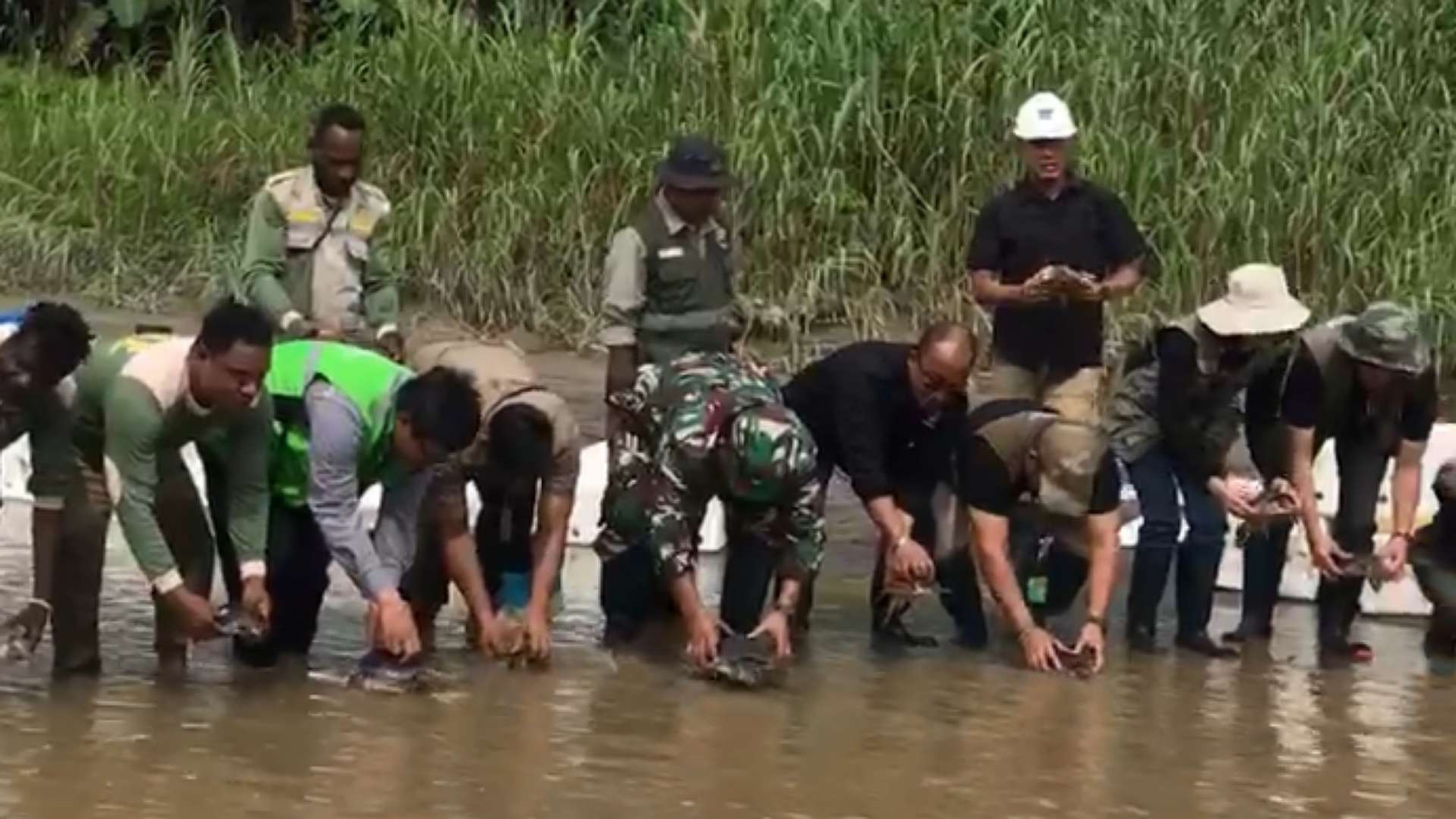 hutan-adat-nayaro-jadi-saksi-kepulangan-501-ekor-kura-kura-moncong-babi