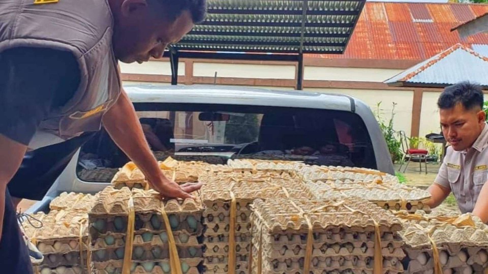 Petugas Karantina memeriksa kelengkapan dokumen telur asal Surabaya. Foto: KP Timika