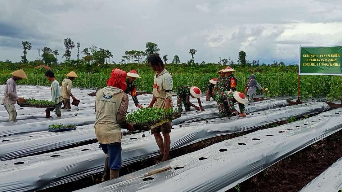 Kegiatan menanam melon oleh petani bersama Babinsa Koramil 1710-02/Timika, Foto; Istimewa