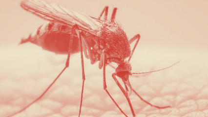 januari-2024-puskesmas-timika-temukan-32-kasus-dbd