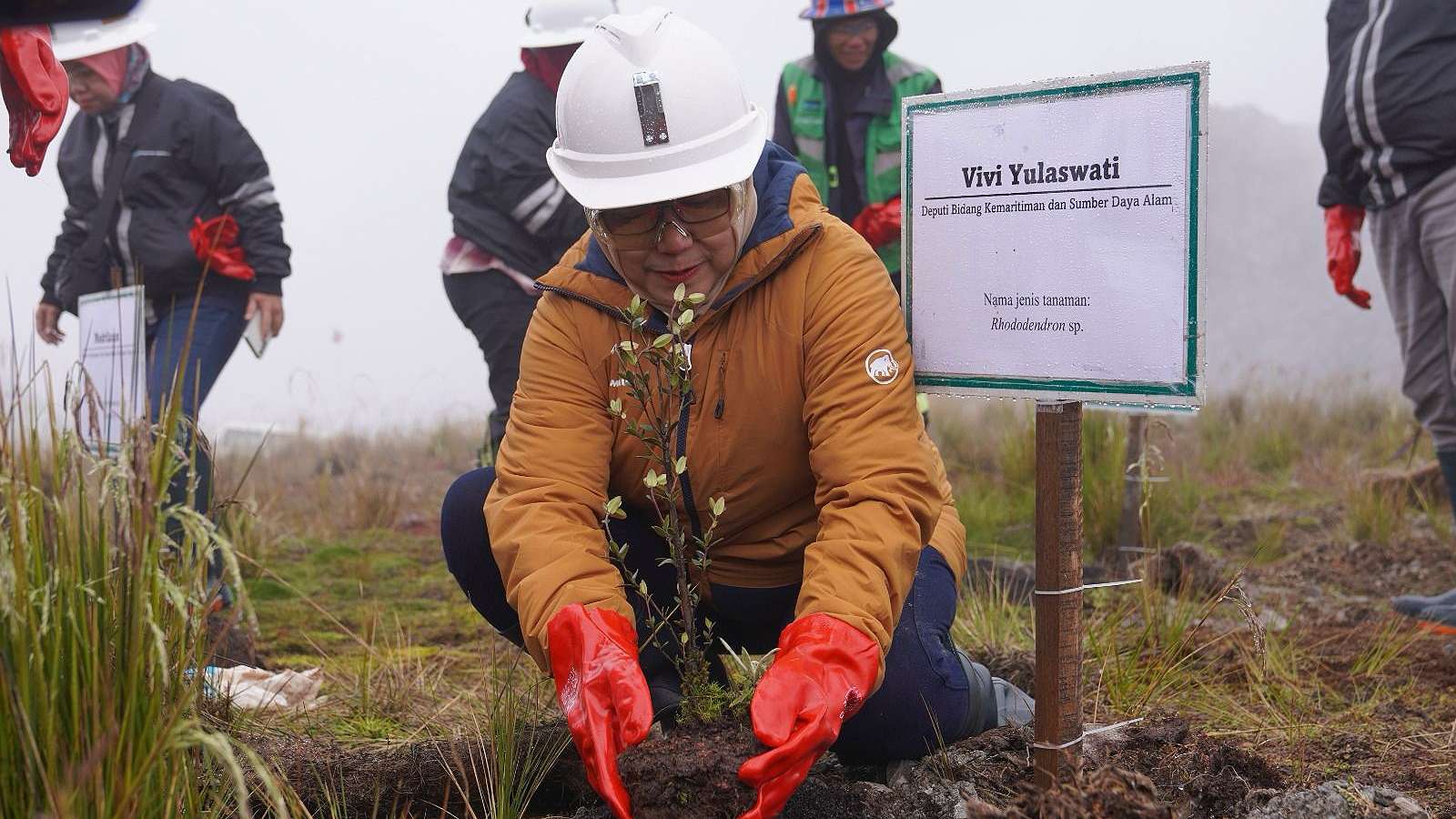 Deputi Bidang Kemaritiman dan Sumber Daya Alam Bappenas, Vivi Yulaswati menanam rumput Dechampsia klossii di area reklamasi Batu Bersih Grasberg, di ketinggian 4300 mdpl. Foto: Corcomm PTFI