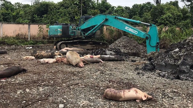 demam-babi-afrika-mengganas-di-timika-peternak-rugi-miliaran-rupiah