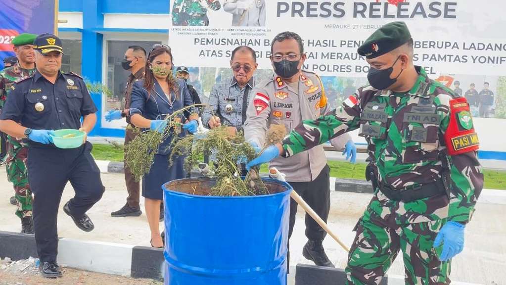 aparat-temukan-ladang-ganja-di-boven-digoel