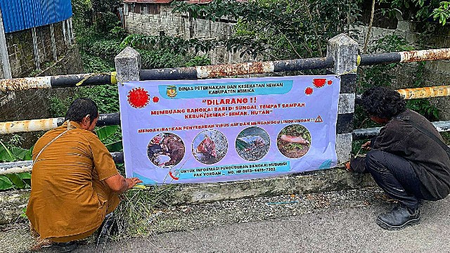 di-tengah-wabah-asf-masih-saja-ada-yang-buang-bangkai-babi-di-kali