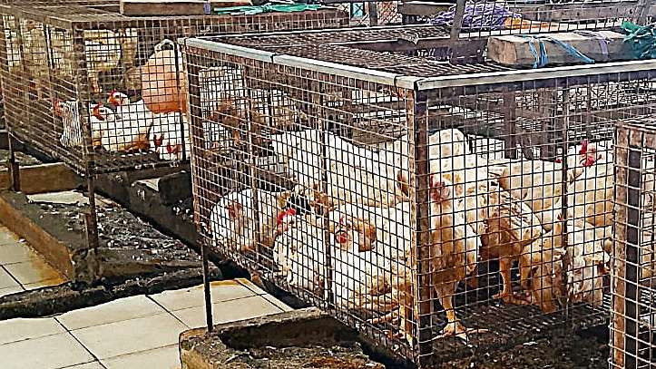 harga-ayam-di-pasaran-masih-normal-jelang-ramadan