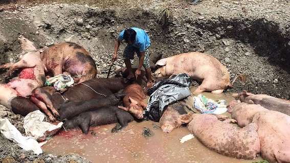 virus-asf-telah-merenggut-50-persen-populasi-babi-di-mimika