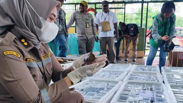 ribuan-satwa-endemik-papua-dipulangkan-ke-timika